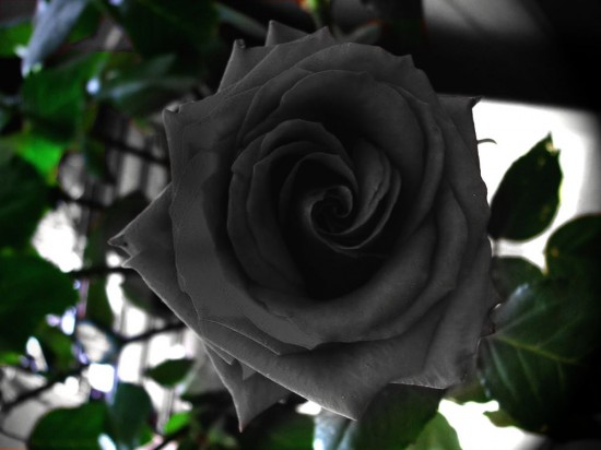 Halfeti-black-roses-550x412
